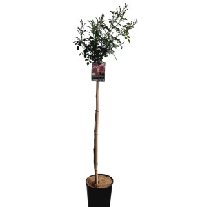 Stebelna vrtnica višina pribl. 90 - 100 cm lonec 7 l različne sorte