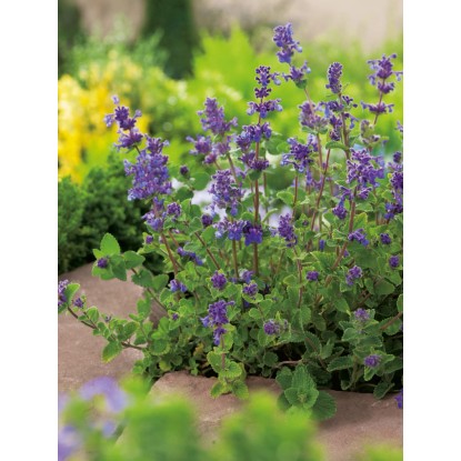 OBI Mačja meta modra Ø lonca pribl. 9 cm x 9 cm Nepeta