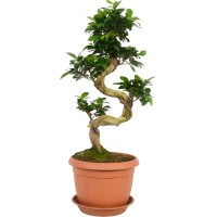 Bonsai Ficus "Ginseng" Višina pribl. 65 - 80 cm Ø lončka 25 cm Ficus microcarpa