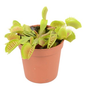 Muholovka, Ø lončka pribl. 9 cm, Dionaea muscipula