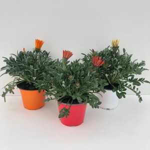 GROW by OBI Leseneča gazanija Ø lončka pribl. 14 cm Gazania rigens