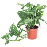 GROW by OBI Monstera "Leichtlinii" v lončku premera Ø pribl. 12 cm