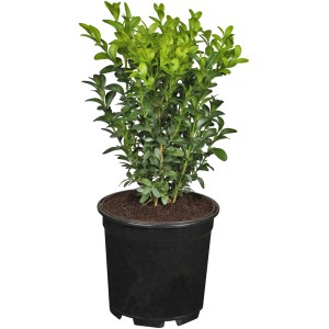 Pušpan višina pribl. 5-10 cm lonček prib. 0,5 l Buxus