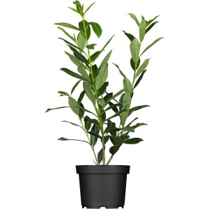 OBI Lovorikovec "Caucasica" višina pribl. 80–100 cm lonec pribl. 7,5 l Prunus