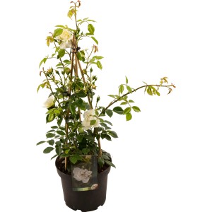 Dišeče vrtnice Ø lončka pribl. 23 cm