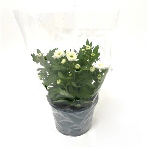 Jesenska krizantema "Milkshake" Ø približno 12 cm Chrysanthemum indicum
