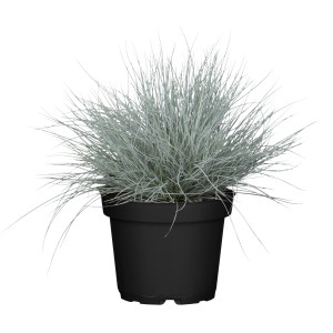GROW by OBI Modra bilnica "Cool as Ice" Ø lončka 19 cm Festuca glauca