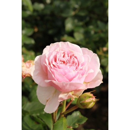 Sobna vrtnica sort. višina pribl. 25-30 cm Ø lončka pribl. 10,5 cm Rosa Amorosa