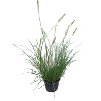 GROW by OBI Japonska perjanka Hameln Ø lonca pribl. 14 cm Pennisetum alopecur.