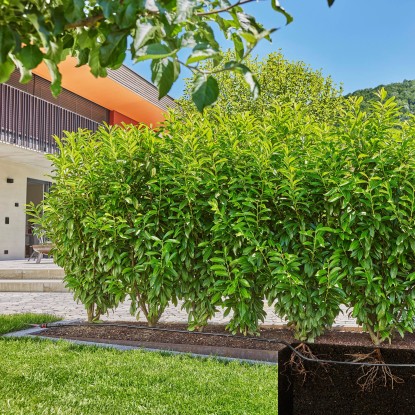 Gardena Komplet za kapljično namakanje žive meje/grmov 25 m