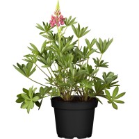 GROW by OBI Volčji bob Ø lončka 15 cm Lupinus