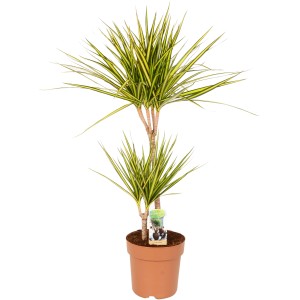 GROW by OBI Zmajevka "Sunray" 80 - 90 cm Ø lončka 21 cm Dracaena marginata