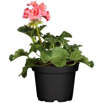 Pokončna pelargonija, Ø lončka pribl. 10,5 cm, Pelargonium zonale