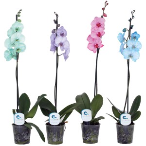 Ocean Orchids Orhideja Phalaenopsis 1-stebelna pobarvana Ø lončka 12 cm