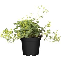 GROW by OBI Nizka plahtica pribl. 20-30 cm Alchemilla erythropoda