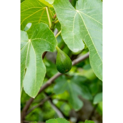 OBI Prava figa višina pribl. 50–60 cm lonec pribl. 10 l Ficus carica