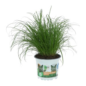 Ciprska trava "Mačja trava" Ø lončka pribl. 12 cm Cyperus zumula