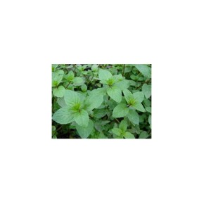 Sadika dišavni lonci 1 kos