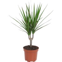 GROW by OBI Zmajevko Lonček Ø pribl. 12 cm (Dracaena marginata)