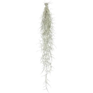 Španski lišaj Dolžina pribl. 50 cm Tillandsia usneoides