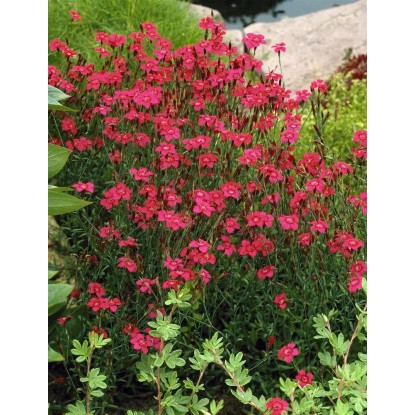 OBI Vrtni nagelj "Leuchtfunk" rdeča Ø lonca pribl. 9 cm x 9 cm Dianthus