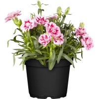 Vrtni nagelj "Oscar" višina pribl. 15-20 cm Ø lonca pribl. 10,5 cm Dianthus