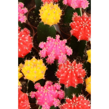 Cepljeni kaktus Neon Style Višina približno 20-25 cm, Ølončka približno 8,5 cm