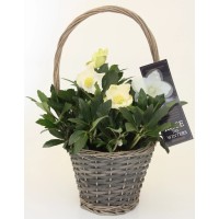 Helleborus v pleteni košari višine približno 45 cm črni teloh