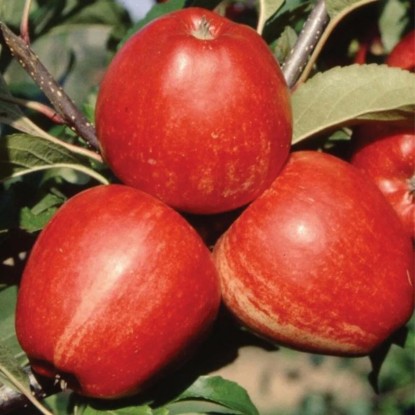 Jablana Gala v loncu 7,5 l