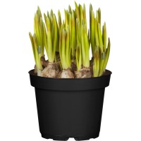 GROW by OBI Hrušice ali grozdki Twin Ø lončka pribl. 12 cm Muscari armeniacum