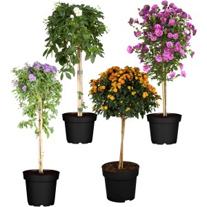 Rastline na steblu Ø lonca pribl. 19 cm