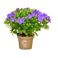 Zvezdasta zvončica "Napoli Blau" višine 20-30 cm Ø lončka Campanula isophylla