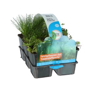 OBI Vodne rastline, za obogatitev s kisikom 6 v kompletu Ø lonca pribl. 9 cm