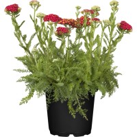 GROW by OBI Rman pribl. 10-20 cm Achillea