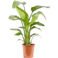 GROW by OBI Strelicija višine 70 - 80 cm v lončku premera Ø 21 cm