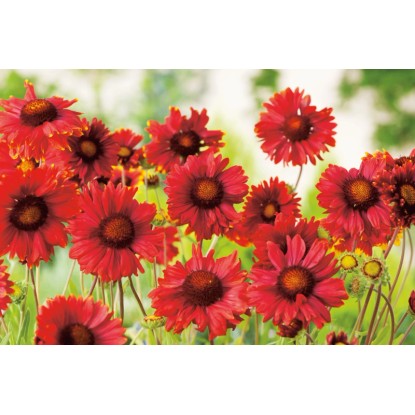 OBI Kokarda "Burgunder" rdeča Ø lonca pribl. 9 cm x 9 cm Gaillardia