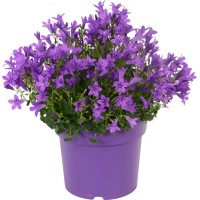 Zvončnica Get Mee modra Ø lončka pribl. 17 cm Campanula