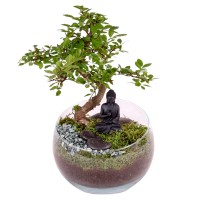 Bonsai aranžma v stekleni posodi Ø približno 11 cm fikus Ginseng