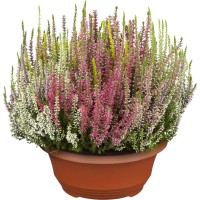 Resa s popkastimi cvetlicami "Beauty Ladies - High Five" Ø lončka pribl. 23 cm