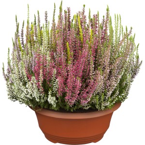 Resa s popkastimi cvetlicami "Beauty Ladies - High Five" Ø lončka pribl. 23 cm