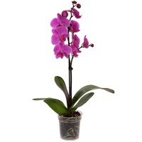 Ocean Orchids Orhideja Phalaenopsis 1-stebelna &Oslash; lončka 12 cm