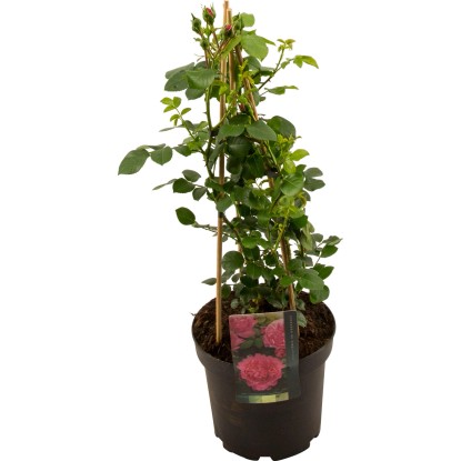 Dišeče vrtnice Ø lončka pribl. 23 cm