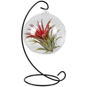 Aranžma tilancije v keramičnem lončku s Ø pribl. 13 cm