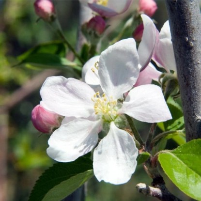 Jablana Gala v loncu 7,5 l