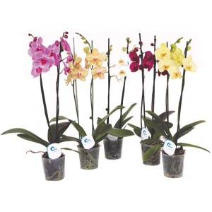 Ocean Orchids Orhideja Phalaenopsis 2-stebelna Ø lončka 12 cm