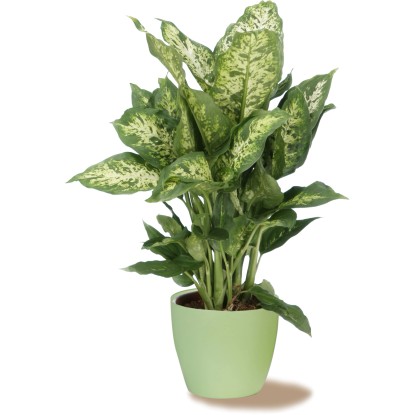 Scheurich Okrasni lonček 920 Ø 14 cm Light Green