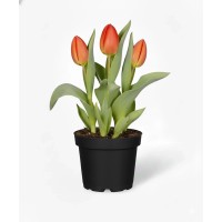 GROW by OBI Mešanica tulipanov rumena, rdeča in rožnata Ø lončka 9 cm Tulipa