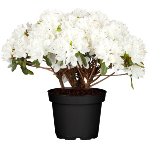 OBI Japonska azaleja "Snežni biser" bela višina 5-10 cm lonec 2 l Azalea