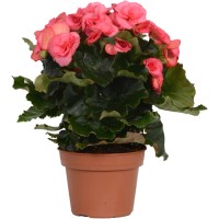 GROW by OBI Begonija Rožnata Višina pribl. 28 - 34 cm Ø lončka pribl. 13 cm