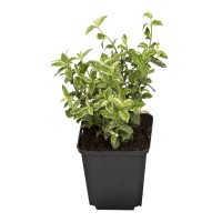 GROW by OBI Trdoleska 'Harlequin' lonec pribl. 1 l Euonymus fortunei